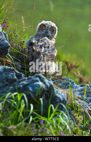 Grand owl (Bubo bubo) chick, captive, parc de Cabarceno, Cantabria, Espagne, juin. Banque D'Images