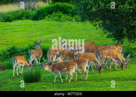 Le daim (Dama dama) troupeau de cerfs, captive, parc de Cabarceno, Cantabria, Espagne, juin. Banque D'Images