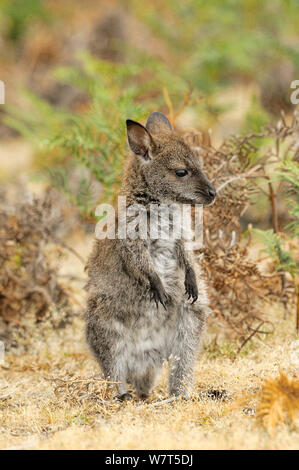 Bennett (Macropus rufogriseus Wallaby's) jeune joey, Tasmanie, Australie Banque D'Images