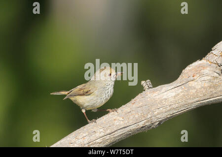 Acantise brun (Acanthiza pusilla) Tasmanie, Australie Banque D'Images