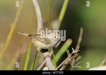 Acantise brun (Acanthiza pusilla) Tasmanie, Australie Banque D'Images