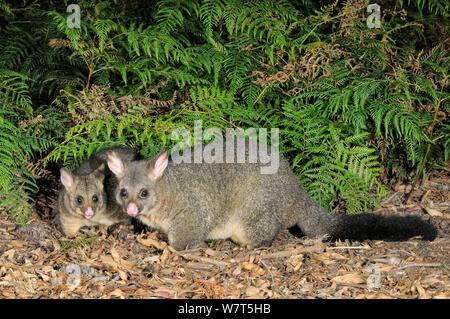 Common Brushtail Possum (Trichosurus vulpecula) femmes avec de grandes joey, Tasmanie, Australie. Banque D'Images