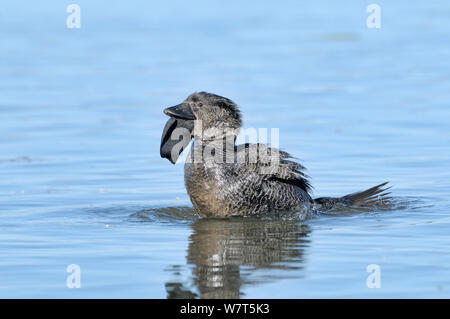 Canard musqué (Biziura lobata) masculin afficher, Victoria, Australie. Banque D'Images