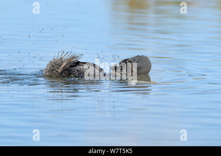 Canard musqué (Biziura lobata) masculin afficher, Victoria, Australie. Banque D'Images