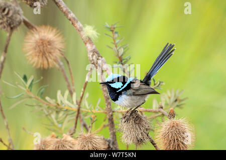 Fairy Wren superbe (Malurus cyaneus) mâle, Tasmanie, Australie. Banque D'Images