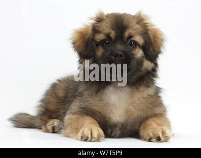 Tibetan Spaniel dog puppy, Bair, 13 semaines, couché avec la tête relevée. Banque D'Images