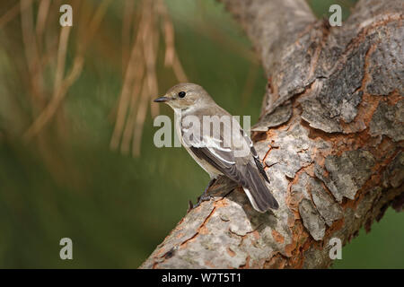 (Ficedula hypoleuca) perché sur branche, Algarve, Portugal, septembre. Banque D'Images