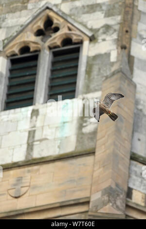 Le faucon pèlerin (Falco peregrinus) volant passé cathédrale de Norwich, Norwich, Norfolk, Angleterre, juin. Banque D'Images