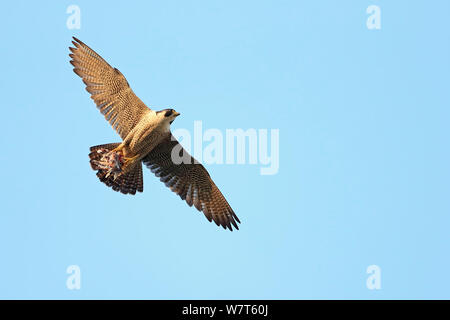 Le faucon pèlerin (Falco peregrinus) en vol transportant des proies, Cathédrale de Norwich, Norwich, Norfolk, en juin. Banque D'Images