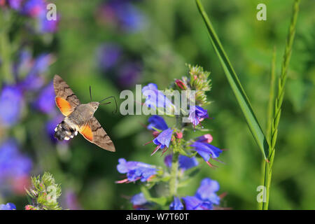 (Macroglossum stellatarum sphynx colibri) alimentation par la vipère (Vipérine commune Echium vulgare) en vol, Suisse, juin. Banque D'Images