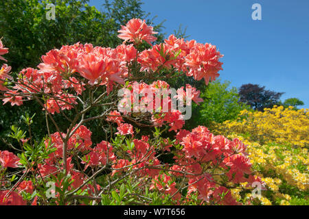 Les azalées en fleurs au jardin Blickling Hall, Norfolk, Angleterre, Royaume-Uni, juin. Banque D'Images