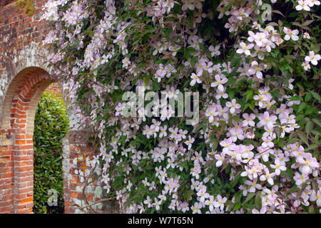 Clematis (Clematis montana) dans la culture des fleurs sur archway dans jardin clos, Norfolk, Angleterre, Royaume-Uni, juin. Banque D'Images