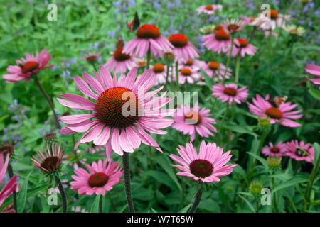 Échinacée (Echinacea purpurea 'rubinstern') dans la région de jardin, Angleterre, Royaume-Uni, Août Banque D'Images
