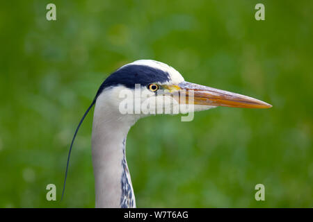 Héron cendré (Ardea cinerea) portrait, Regents Park, Londres, juin. Banque D'Images