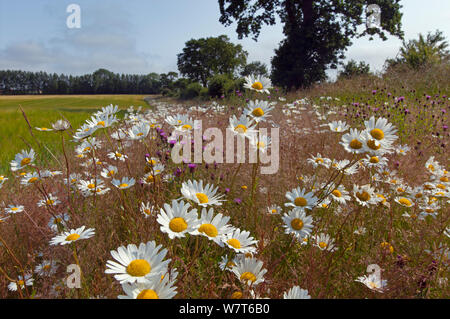 Ox-eye (Leucanthemum vulgare) Tribunes et plus de centaurée maculée (Centaurea scabiosa) en marge du champ, England, UK Banque D'Images