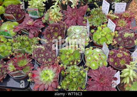 Sempervivum plantes pour vente au centre de jardin, Angleterre, Royaume-Uni, juin. Banque D'Images