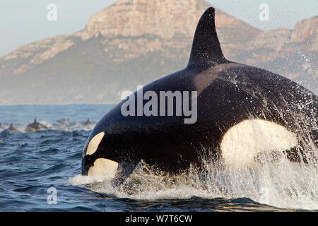 L'épaulard (Orcinus orca) la chasse dauphin commun (Delphinus delphis), False Bay, Afrique du Sud, juillet. Banque D'Images