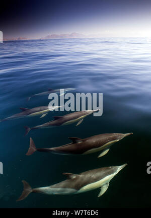 Les Dauphins communs (Delphinus delphis), False Bay, Cape Town, Afrique du Sud, août. Banque D'Images