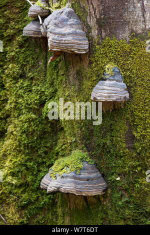 Le sabot ou l'Amadou (champignon Fomes fomentarius) croissant sur bois mort stump, île de Mull, Hébrides intérieures, Écosse, Royaume-Uni, mai. Banque D'Images