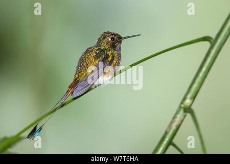 Démarré Racket-tail Hummingbird (Ocreatus underwoodii) perché, Belllavista, Equateur Banque D'Images