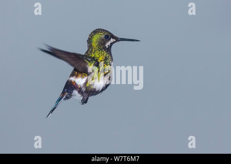 (Discosura conversii Green Thorntail) en vol, Mirador Rio Blanco, Equateur Banque D'Images