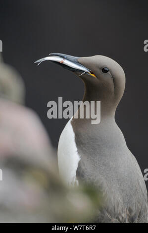 Guillemot (Uria aalge) à une colonie d'oiseaux avec un poisson. Fowlsheugh, Ecosse, juin. Banque D'Images