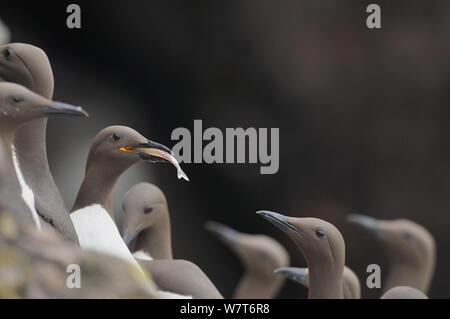 Des guillemots (Uria aalge) à une colonie d'oiseaux avec un poisson. Fowlsheugh, Ecosse, juin. Banque D'Images