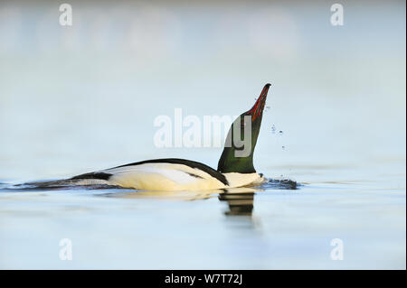 Harle bièvre (Mergus merganser) affichage sur la rivière Kelvin. Glasgow, en Écosse, décembre. Banque D'Images