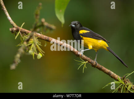 Cowled oriole noir (Icterus prosthemelas) Costa Rica Banque D'Images