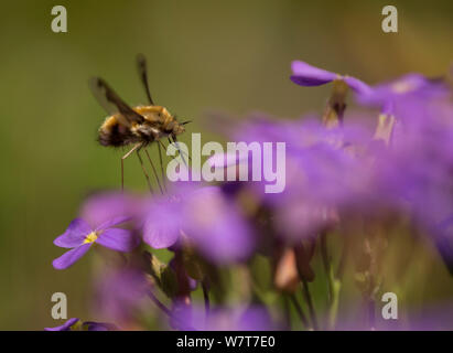 Brown chevrons bee fly (Bombylius major) alimentation, Sheffield, South Yorkshire, Angleterre, Royaume-Uni, mai. Banque D'Images