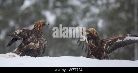 L'aigle royal (Aquila chrysaetos) se chamailler dans la neige, en Finlande, en février. Banque D'Images