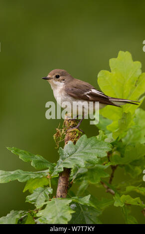 (Ficedula hypoleuca) femelle sur forêt de chênes, Peak District, Angleterre, Royaume-Uni, juin. Banque D'Images