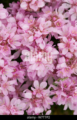 Sea Thrift (Armeria maritima) close up of flowers, Shetland, Angleterre, Royaume-Uni, juin. Banque D'Images