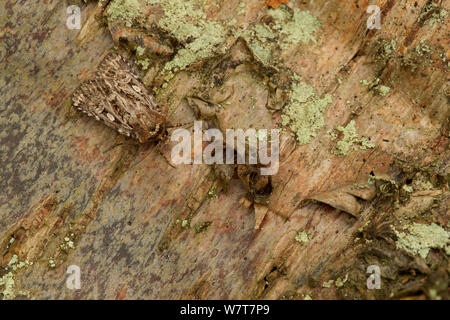 Vrais amateurs noeud papillon (Lycophotia porphyrea) Sheffield, Angleterre, Royaume-Uni, juillet. Banque D'Images