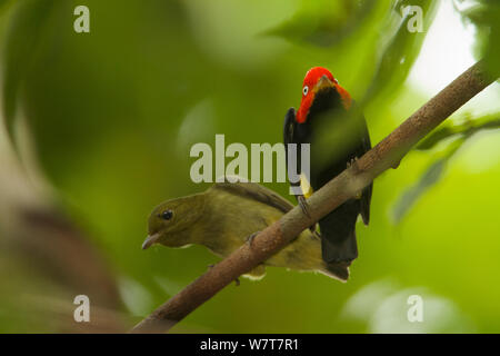 Mâle adulte Red-capped Manakin (Pipra mentalis) avec de jeunes hommes à son perchoir. Parc national de Soberania, Gamboa, Panama, décembre. Banque D'Images