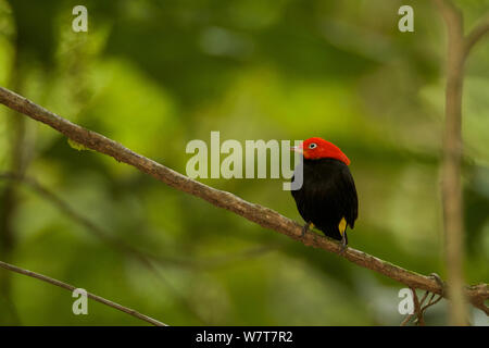 Mâle adulte Red-capped Manakin (Pipra mentalis) à un affichage de la perchaude. Parc national de Soberania, Gamboa, Panama, décembre. Banque D'Images