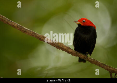 Mâle adulte Red-capped Manakin (Pipra mentalis) à un affichage de la perchaude. Parc national de Soberania, Gamboa, Panama, décembre. Banque D'Images