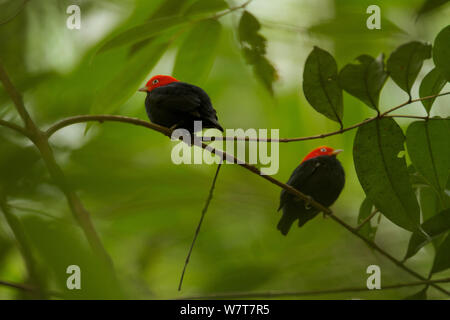 Deux mâles adultes Red-capped Manakins (Pipra mentalis) réunis lors d'un lek. Parc National Soberanía, Gamboa, Panama, décembre. Banque D'Images