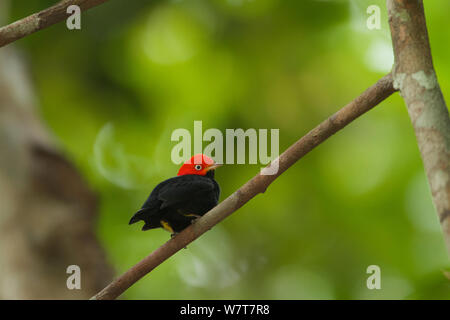 Mâle adulte Red-capped Manakin (Pipra mentalis) à son perchoir. Parc national de Soberania, Gamboa, Panama, décembre. Banque D'Images