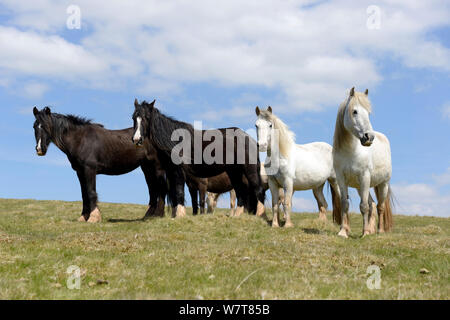 Deux épis gitane noir et deux poneys Welsh (Equus caballus), Cefn Hill, Herefordshire, Angleterre, peut. Banque D'Images