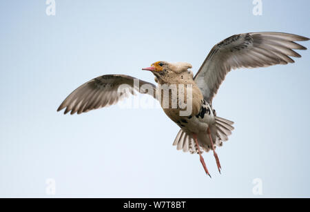 Le Combattant varié (Philomachus pugnax) en vol, Varanger, Finmark, Norvège, mai. Banque D'Images