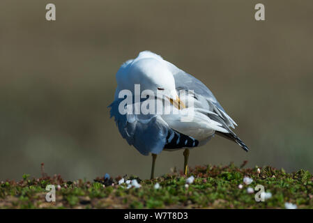 Goéland cendré (Larus canus) de lissage. La plaine côtière de Varanger, Finmark, Norvège, juin. Banque D'Images