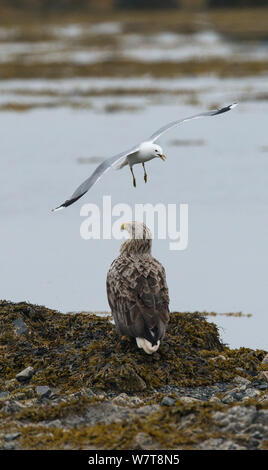 La pygargue à queue blanche (Haliaeetus albicilla) étant plongée bombardée par un Goéland cendré (Larus canus) côte de Varanger, Finmark, Norvège, juin. Banque D'Images