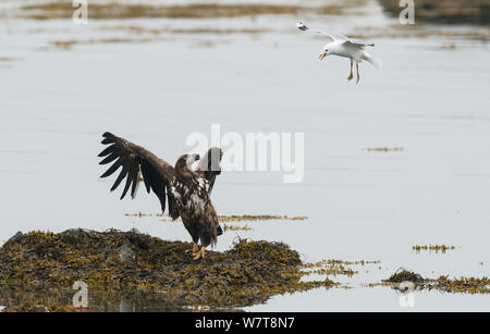 La pygargue à queue blanche (Haliaeetus albicilla) étant plongée bombardée par un Goéland cendré (Larus canus) côte de Varanger, Finmark, Norvège, juin. Banque D'Images