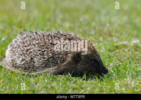 Hérisson européen (Erinaceus europaeus) sur l'herbe, pays de l'Ouest Centre de photographie Wilflife, captive, mai. Banque D'Images