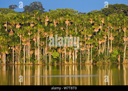 Mauriti Palmiers (Mauritia flexuosa) au lac Sandoval, Réserve nationale de Tambopata, au Pérou, en Amérique du Sud. Banque D'Images