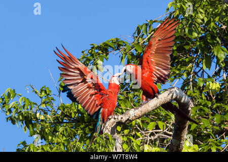 Le rouge et vert d'aras (Ara chloroptera) combats, en forêt tropicale, Réserve nationale de Tambopata, au Pérou, en Amérique du Sud. Banque D'Images
