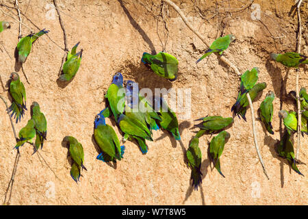 La pione à tête bleue (Pionus menstruus menstruus) et à tête sombre des perruches (Aratinga weddellii) à lécher l'argile, Réserve nationale de Tambopata, au Pérou, en Amérique du Sud. Banque D'Images