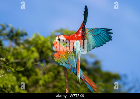 Le rouge et vert d'aras (Ara chloroptera) combats, en forêt tropicale, Réserve nationale de Tambopata, au Pérou, en Amérique du Sud. Banque D'Images