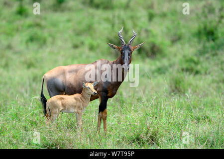 Topi (Damaliscus pygarus pygarus) femelle et veau, Masai Mara National Reserve, Kenya, Afrique. Banque D'Images